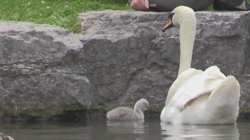 Victoria Park swans welcome baby