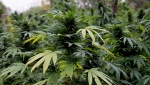 FILE - Quebec provincial police say they will continue to crack down on marijuana fields that are operating without a proper license. (AP Photo/Teresa Crawford, File)