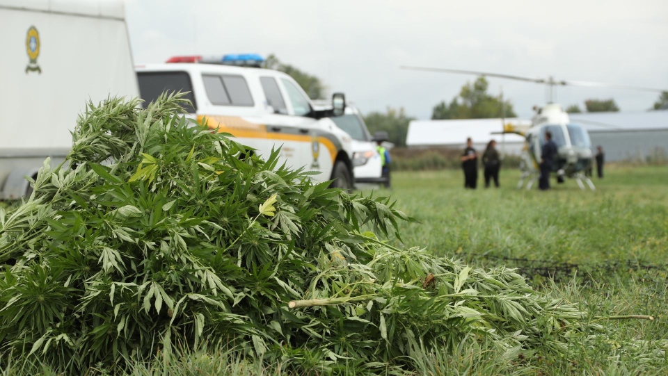 Quebec police seize cannabis plants