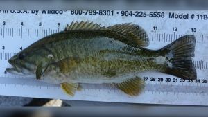 The smallmouth bass is a top predator fish that isn’t typically found in Manitoba. (Image Source: Fisheries and Oceans Canada)