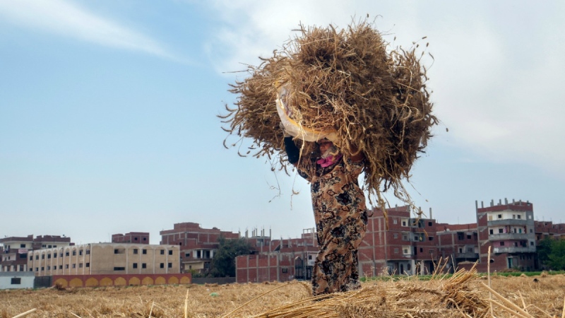 A farmer carries a bundle of wheat on a farm in the Nile Delta province of al-Sharqia, Egypt, on May 11, 2022.  (Amr Nabil / AP) 