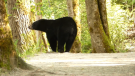 Coquitlam mayor encounters black bear