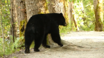 A black bear is seen in a still image from video captured by Coquitlam, B.C., Mayor Richard Stewart and posted to social media.