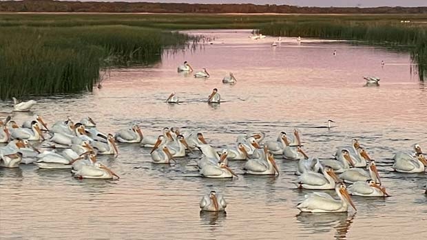 Pelicans on East Shoal Lake. Photo by Karin Grose.