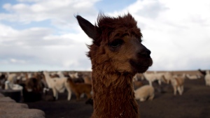 This Dec. 11, 2018 photo shows a llama on the Vinto homestead, on the outskirts of Santiago de Machaca, Bolivia. (AP Photo/Juan Karita)