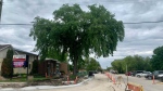 An 80-year-old elm tree in front of the Selkirk Legion on Eveline St. June 29, 2022 (Source: Scott Andersson, CTV News Winnipeg)