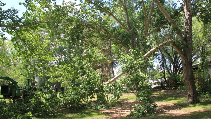A North Park resident is raising safety concerns over falling tree limbs in Marriott Park