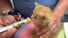 A four-week old kitten is being fed as cats overwhelm the Kingston Humane Society this month. (Kimberley Johnson/CTV News Ottawa)