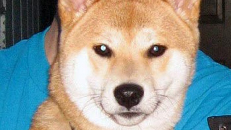 Jackson, a Shiba Inu, was reunited with his owners this month after he was found in the backseat of a drug suspect's vehicle. Dec. 24, 2009. 