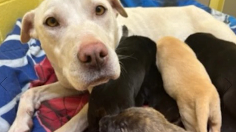 B.C. mother dog leads rescuer to 9 puppies