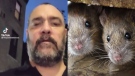 Paolo Dalla Rosa shared a video on TikTok of a swarm of rats in downtown Montreal this week after finishing a late-night shift. He says the rat sighting is a sign of the city's neglect for waste management. (Source: TikTok/Shutterstock)
