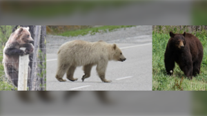 Bears are seen in B.C.'s Yoho National Park in this series of photos released by the BC Highway Patrol. (BCHP)