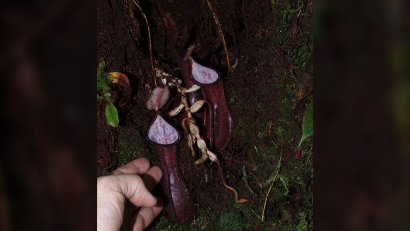 Scientists have discovered a carnivorous plant that grows prey-trapping contraptions underground, feeding off subterranean creatures such as worms, larvae and beetles. (Martin Dancak)