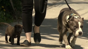 New rules for pet owners take effect