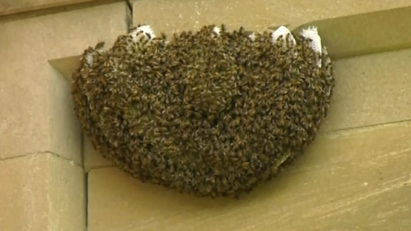 Local beekeeper trying to rescue stranded bees