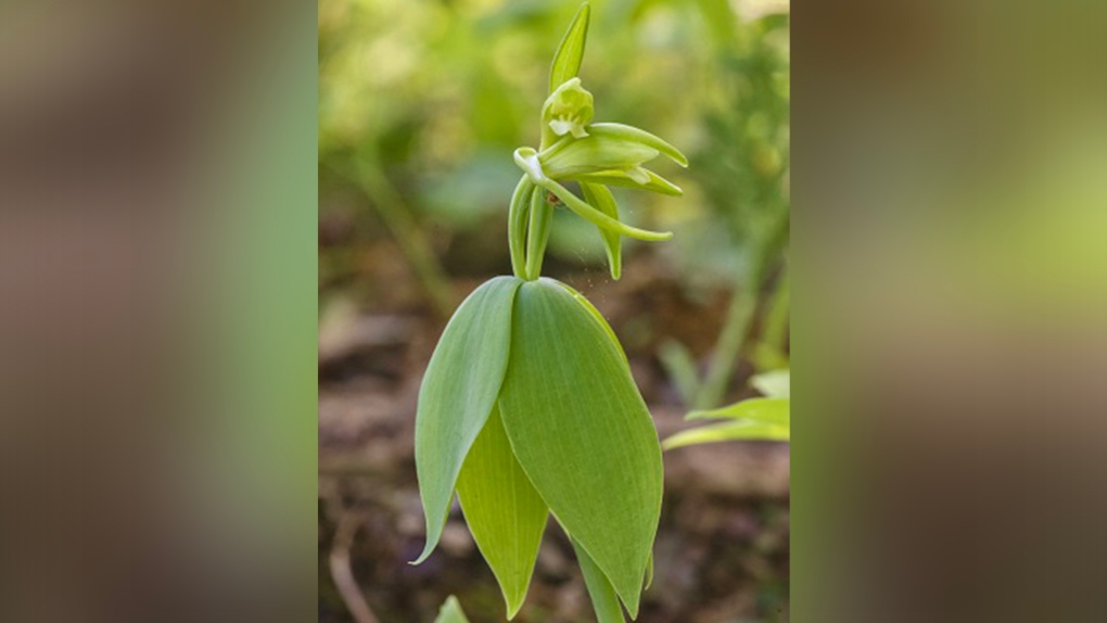 small whorled pogonia