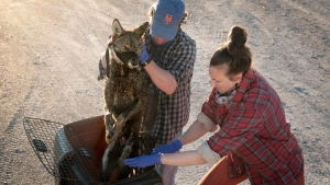 Dr. Joey Hinton and Dr. Kristin Brzeski prepare to collar and process a Louisiana coastal coyote for their study that explores the red wolf ancestry found in this special group of canids. (Amy C. Shutt/CNN)