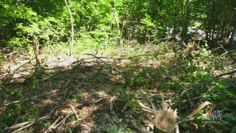 Trees cut at Fairview despite zoning freeze
