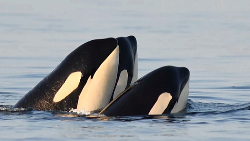 Orcas off the coast of British Columbia are pictured in this undated file photo. (CTV News)