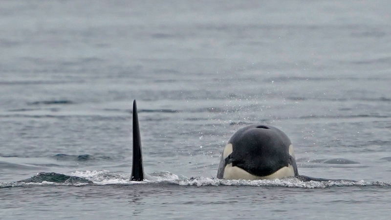 CTV National News: B.C. orcas face food shortage