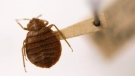File - In this March 30, 2011, file photo, a bed bug is displayed at the Smithsonian Institution National Museum of Natural History in Washington. Bed bugs are causing a stir in New Haven, Conn., where the blood-sucking parasites have been making unwelcome appearances in places including Yale University. (AP Photo/Carolyn Kaster, File)
