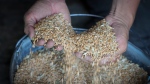 Farmer Serhiy shows his grains in his barn in the village of Ptyche in eastern Donetsk region, Ukraine on June 12, 2022. (AP Photo/Efrem Lukatsky, File)