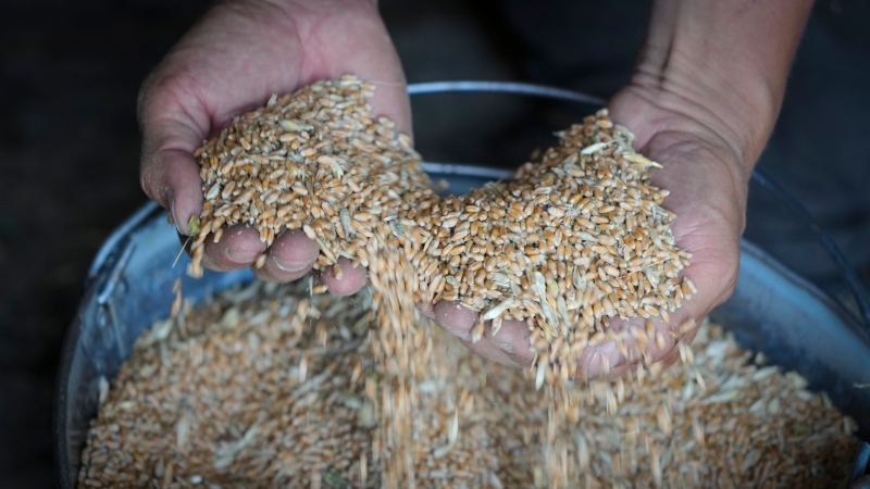 Farmer Serhiy shows his grains in his barn in the village of Ptyche in eastern Donetsk region, Ukraine on June 12, 2022. (AP Photo/Efrem Lukatsky, File)