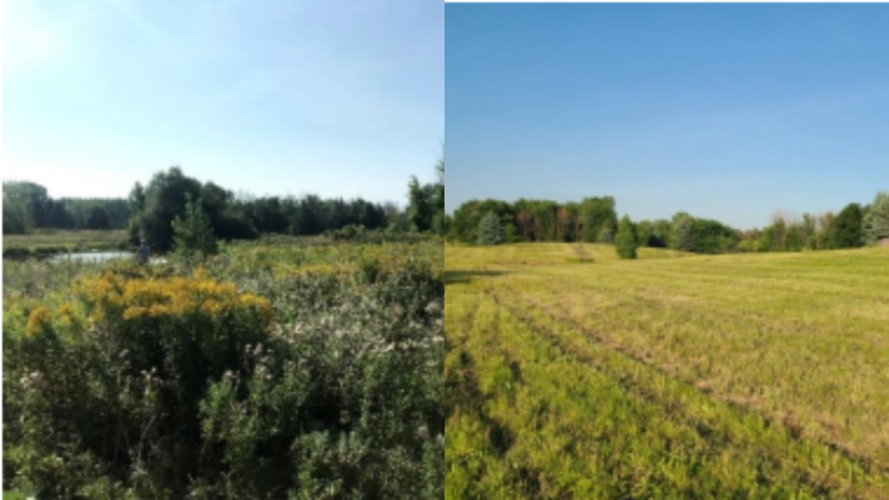 Before and after photos of the Monarch Fields in the Dorval Technoparc where a conservation group says thousands of milkweed plants were cut during nesting season. SOURCE: Technoparc Oiseaux