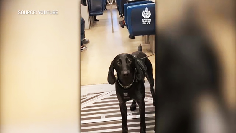 Harnett is a rookie service dog who just graduated Thursday. He's the 10th police service dog in the history of the department, according to a video posted on Twitter by Vancouver Transit Police.