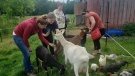 Last summer, Arthie Bala planted the seeds for Dancing Goat Therapy Farm as a registered psychotherapist where she now offers animal therapy along with a long list of therapy services.