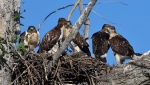 Viewer Laurellea's photo of eagles near Brooks, Alta.