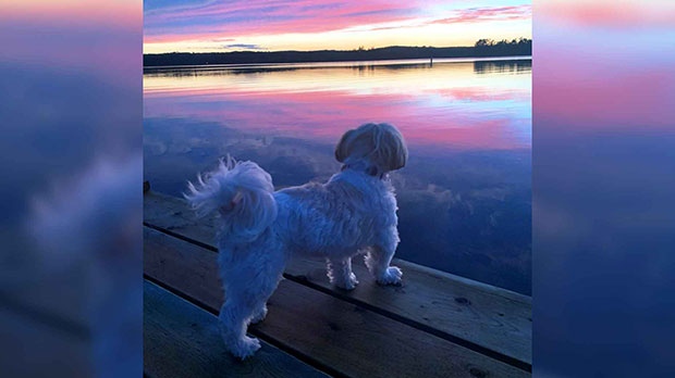 Pretty Dixie enjoying the sunset at Lake Metigoshe. Photo by Candi Hammond.