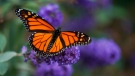 A monarch butterfly feeds on a large flowering bush near The Beaches in Toronto on Thursday, October 14, 2021. THE CANADIAN PRESS/Evan Buhler