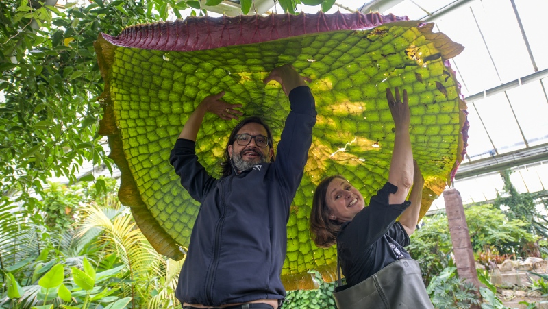 The leaves of Victoria boliviana can reach 10 feet in width. (RBG Kew/CNN)
