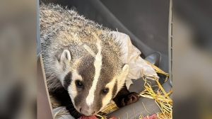 Living Sky Wildlife Rehabilitation staff are getting a crash course in caring for an animal they've never had before — a badger. (Living Sky Wildlife Rehabilitation/Facebook)