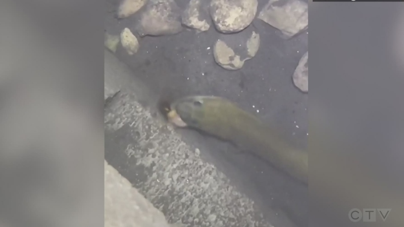 Man turns into underground room into eel cave 