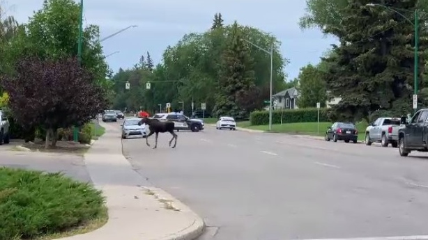 A moose was spotted in Saskatoon on Jul 5, 2022. (CTV News)