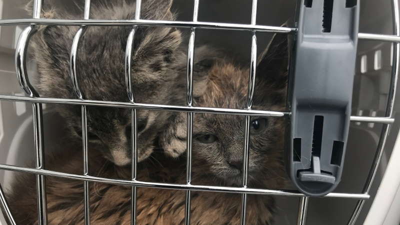 Ottawa Bylaw says three kittens were found abandoned in a cat carrier in the area of Don Reid Drive and St. Laurent Boulevard on Canada Day, July 1, 2022. (Ottawa Bylaw/Twitter)