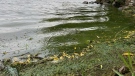 The Renfrew County and District Health Unit is warning residents near Muskrat Lake of a suspected blue-green algae bloom, which may be toxic. (Dylan Dyson/CTV News Ottawa)