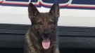 Chase, a police dog with Waterloo Regional Police, is retiring after seven years. (Waterloo Regional Police/Twitter)