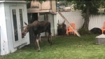 A still image from a video submitted by Harvey Peever shows a moose exploring a backyard on July 5, 2022. (Courtesy Harvey Peever)