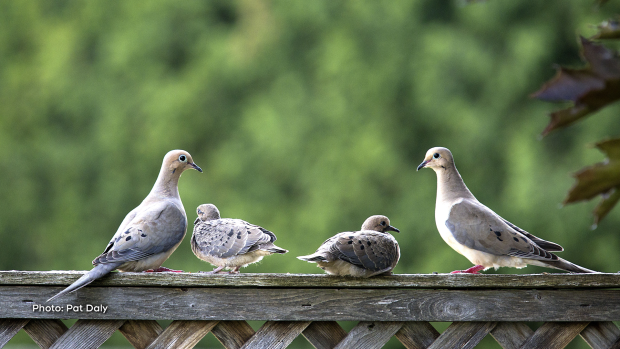 A feathered family of mourning doves that moved into my backyard in Barrhaven a few days ago. (Pat Daly/CTV Viewer)
