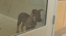 A puppy in its pen at the Winnipeg Humane Society on July 5, 2022. (Source: Glenn Pismenny/CTV News)