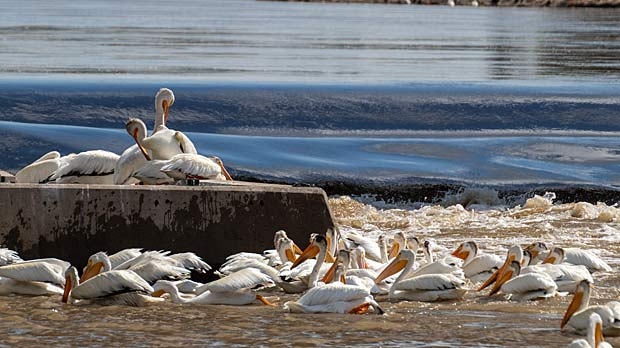 Tons of Pelicans gathered in Lockport, fishing in the sunshine. Photo by Mark Whatman.