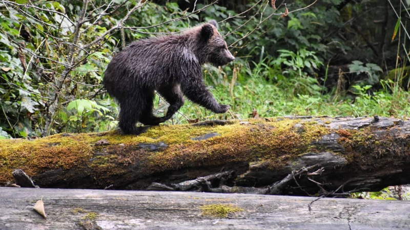 A photo from Heather Jack, submitted to the B.C. SPCA's Wildlife in Focus contest, shows a bear cub on a log in Toba Inlet, B.C., in 2019.