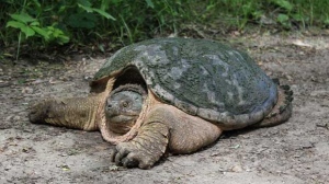 Snapping turtle spotted at Assiniboine Park. Photo by Allan Robertson.