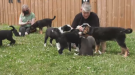Some of the newly arrived puppies at Hobo Haven Rescue in St. Jacobs. (CTV Kitchener)