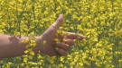 A canola field in Shelburne, Ont. (CTV News/Catalina Gillies)
