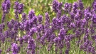 Lavender crop at Essentially Lavender near Teeswater, Ont. on June 29, 2022. (Scott Miller/CTV News London)