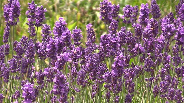 Lavender crop at Essentially Lavender near Teeswater, Ont. on June 29, 2022. (Scott Miller/CTV News London)